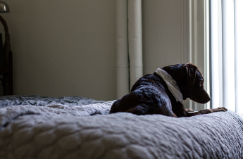 Tiere-im-Schlafzimmer